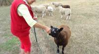 Nos moutons hier soir !!