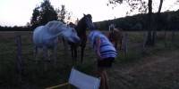 Tête à tête avec un cheval
