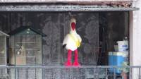 La cigogne qui amener le colis ?