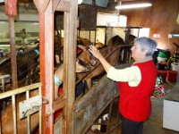 La traite des chèvres