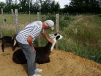 Un gentil lama