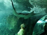Francine admirant un requin-scie