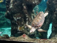 Madame tortue se promène