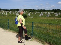 Les alignements du Menec