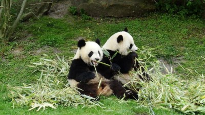 Les adorables pandas