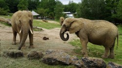 Sympa les éléphants