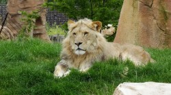 Le roi des animaux