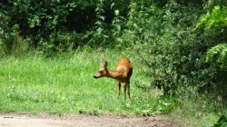 Bambi est venu nous rendre visite