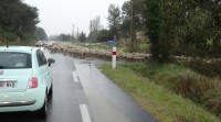 Passage de moutons sous la pluie