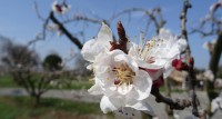 Le printemps est là