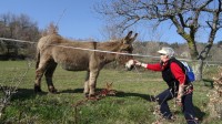 Une anesse vraiment sympa