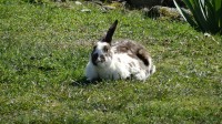 Monsieur lapin se prélasse