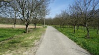 Petite route entre les noyers 
