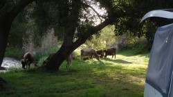 Réveillés par des vaches qui passent 😁