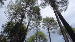 Les pins laricio
